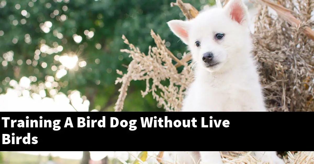 Training A Bird Dog Without Live Birds