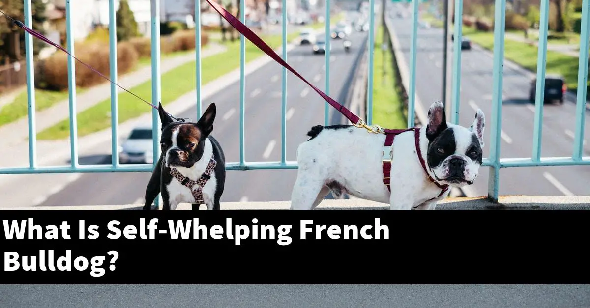 What Is Self-Whelping French Bulldog?
