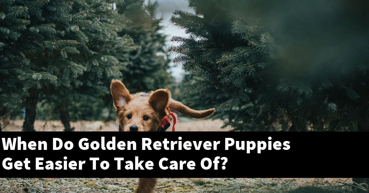When Do Golden Retriever Puppies Get Easier To Take Care Of?