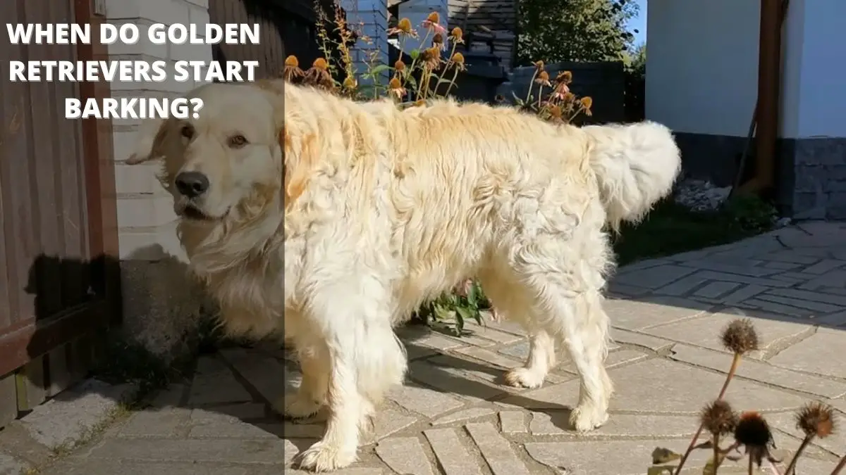 When Do Golden Retrievers Start Barking?