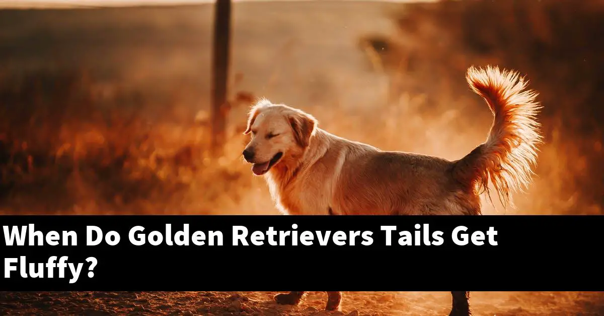 When Do Golden Retrievers Tails Get Fluffy?
