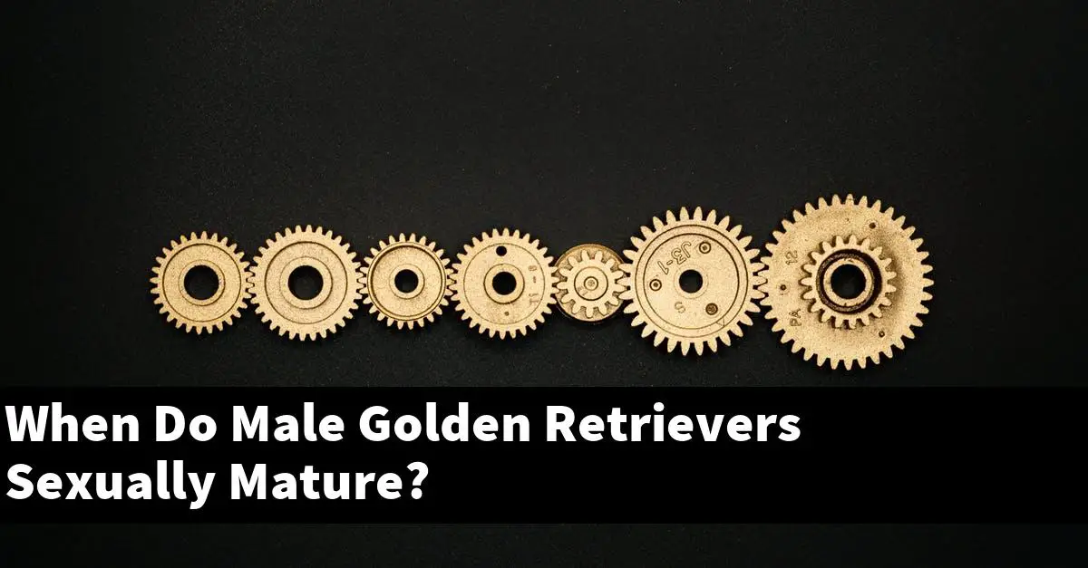 When Do Male Golden Retrievers Sexually Mature?