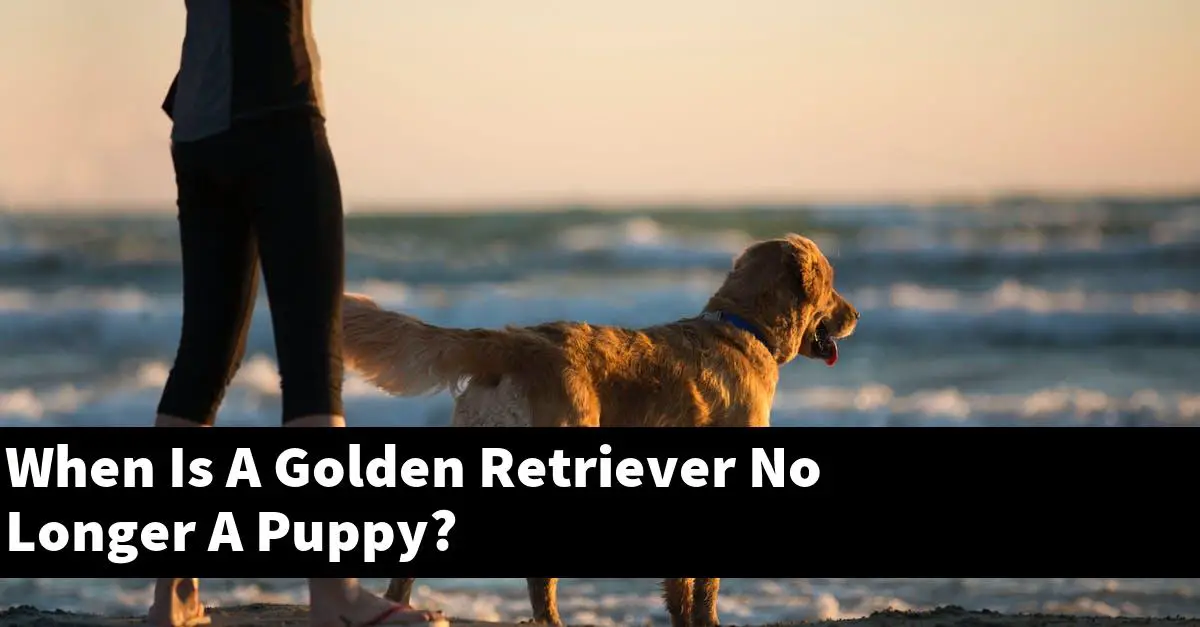 When Is A Golden Retriever No Longer A Puppy?