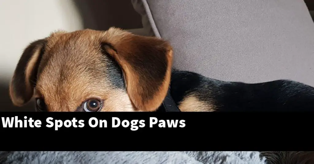 White Spots On Dogs Paws - PupTopics