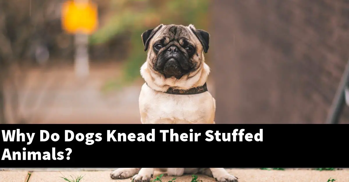 Why Do Dogs Knead Their Stuffed Animals?