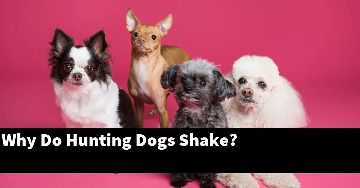 Why Do Hunting Dogs Shake?
