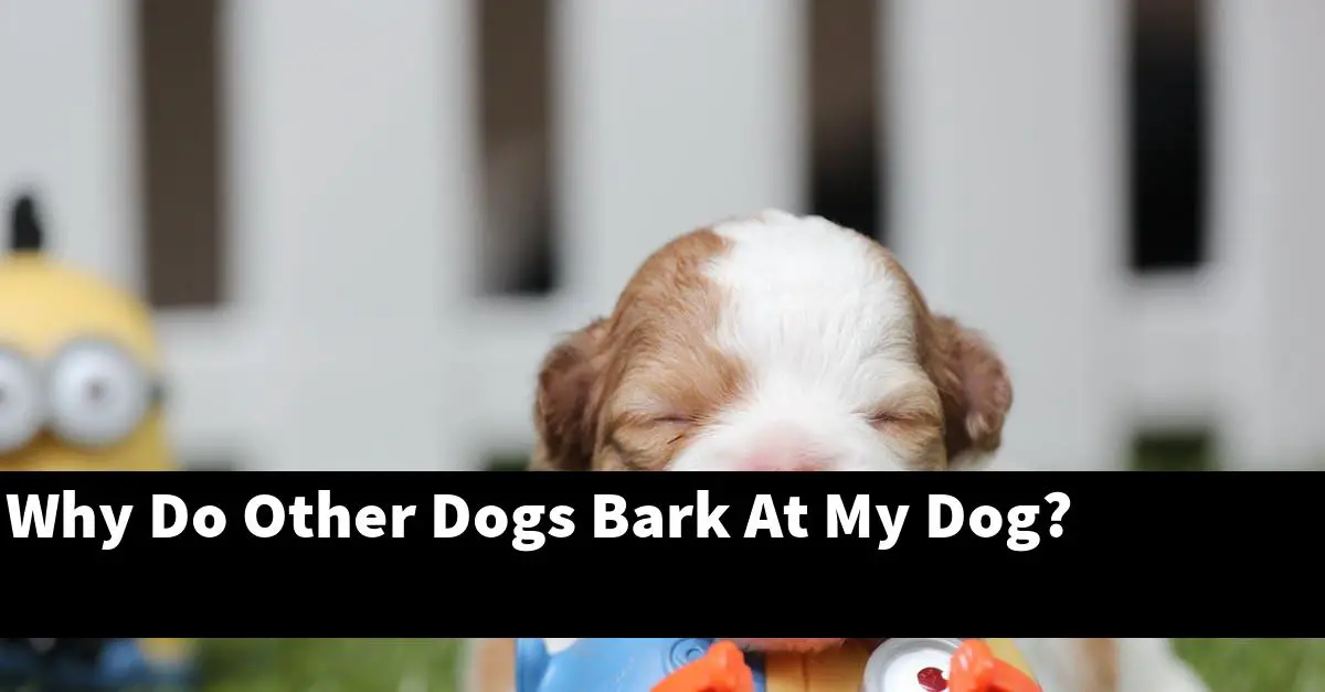 Why Do Other Dogs Bark At My Dog?