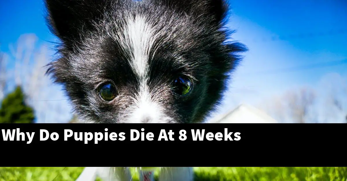Why Do Puppies Die At 8 Weeks