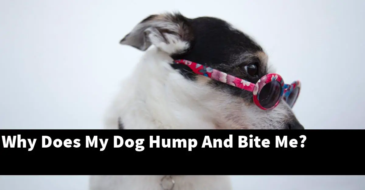 Why Does My Dog Hump And Bite Me?