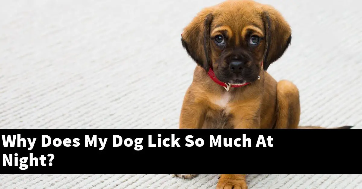 Why Does My Dog Lick So Much At Night?