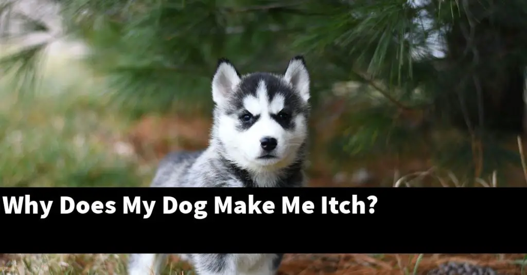 Why Does My Dog Make Me Itch? [Explained] PupTopics