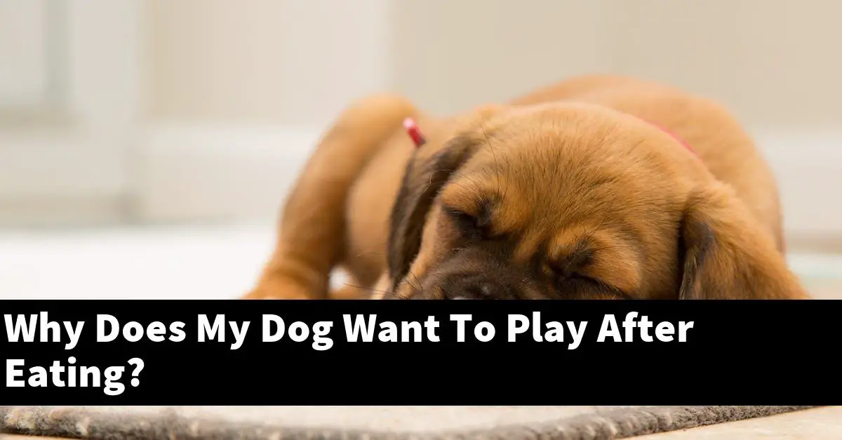 Why Does My Dog Want To Play After Eating?
