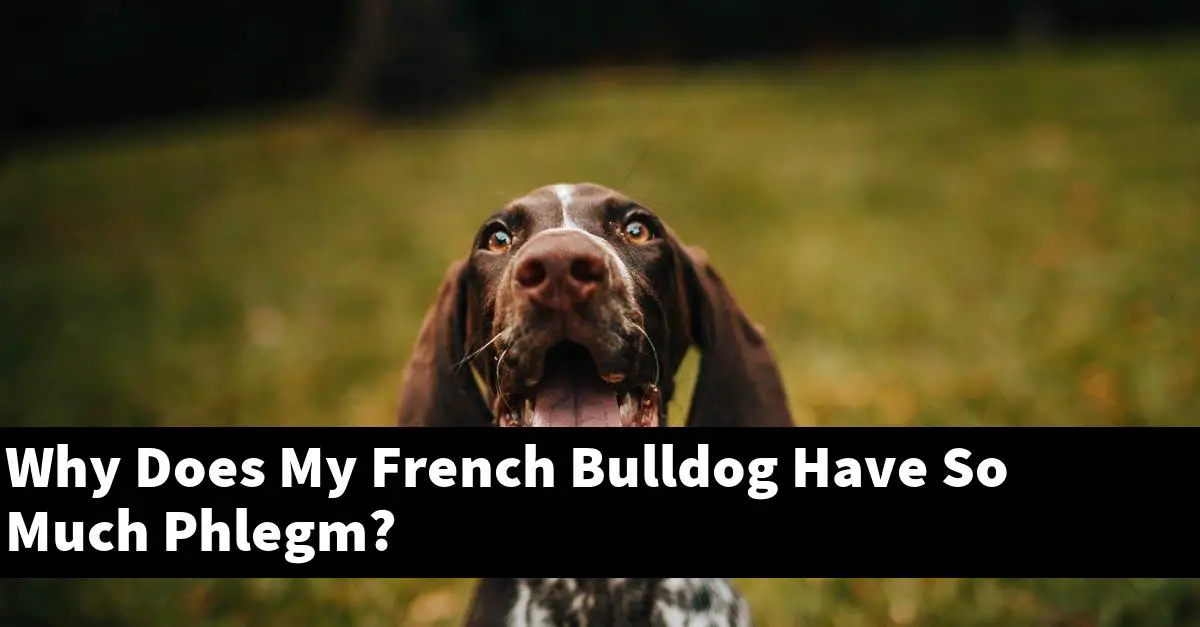 Why Does My French Bulldog Have So Much Phlegm?