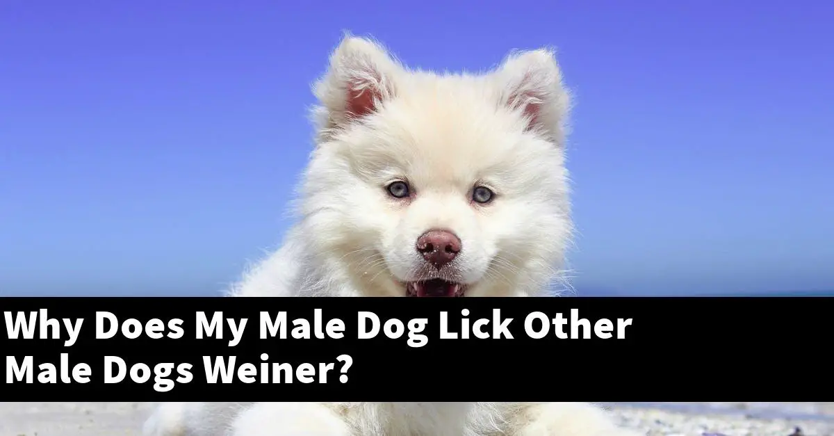 Why Does My Male Dog Lick Other Male Dogs Weiner?