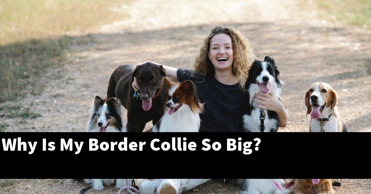 Why Is My Border Collie So Big?