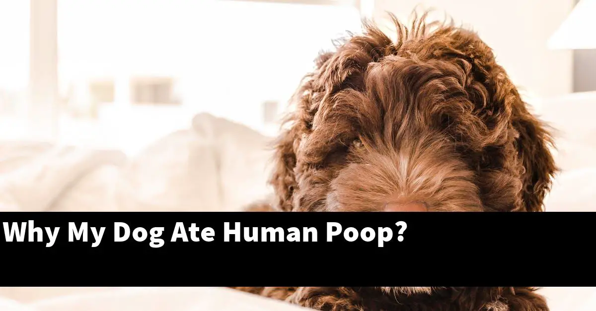 Why My Dog Ate Human Poop?