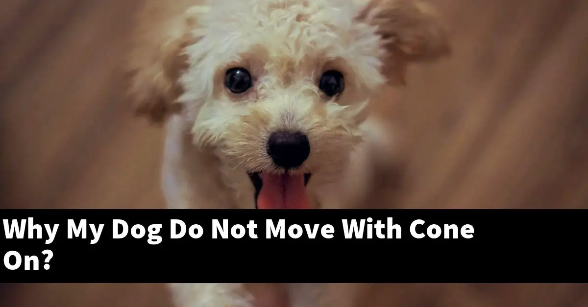 Why My Dog Do Not Move With Cone On?