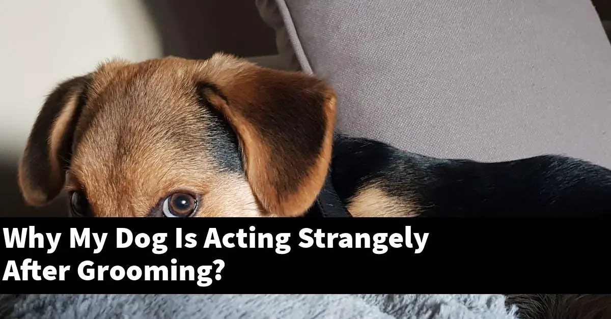 Why My Dog Is Acting Strangely After Grooming?