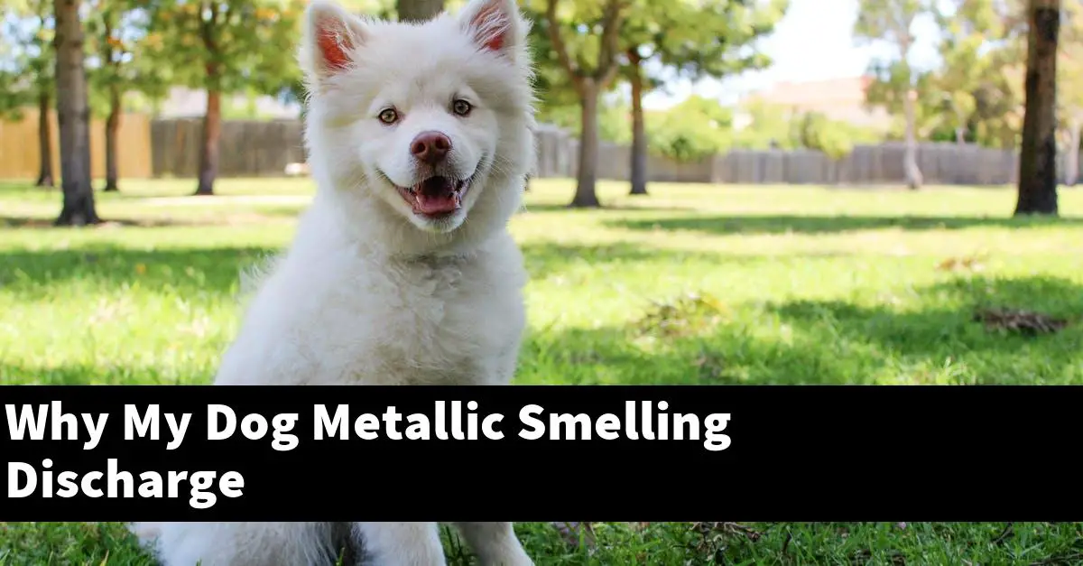 Why My Dog Metallic Smelling Discharge