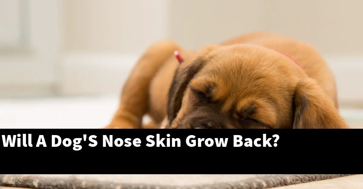 Will A Dog'S Nose Skin Grow Back?