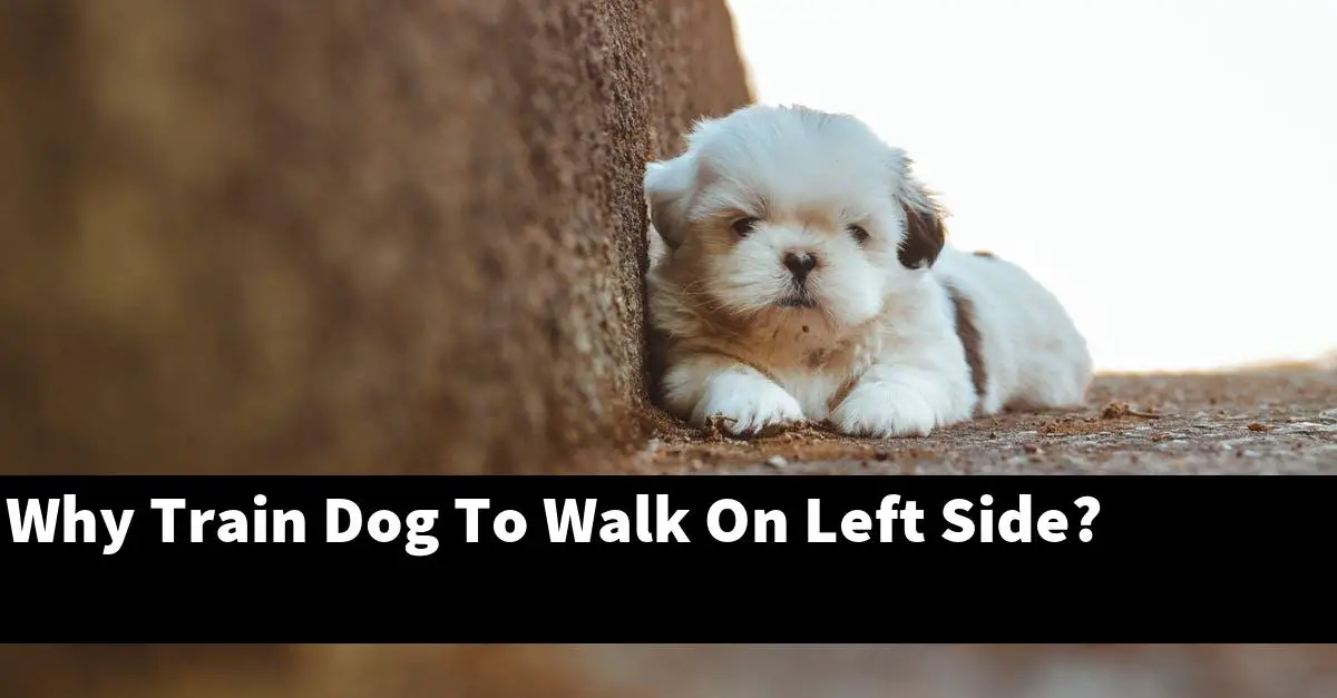 Why Train Dog To Walk On Left Side?