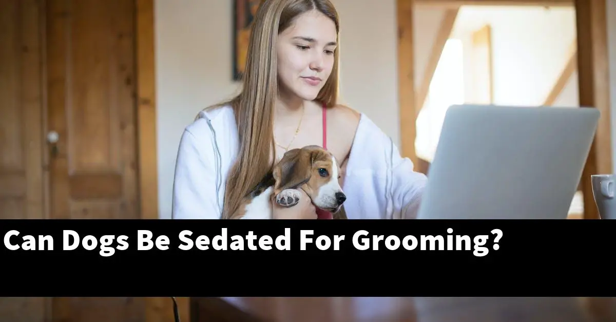 Can Dogs Be Sedated For Grooming?