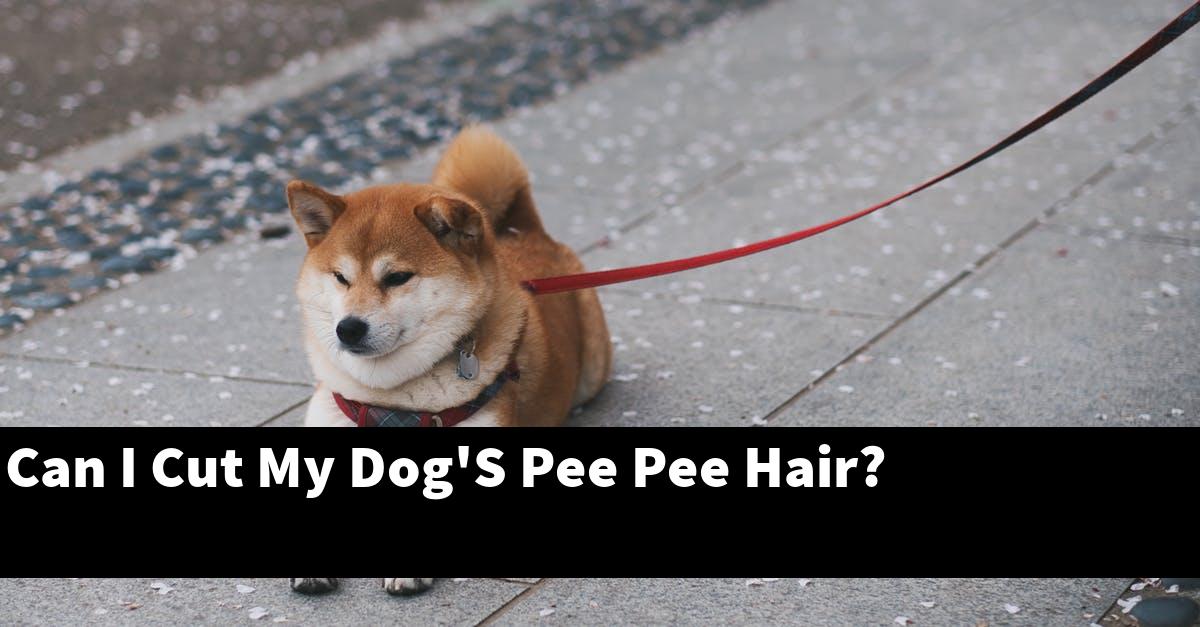 Can I Cut My Dog'S Pee Pee Hair?