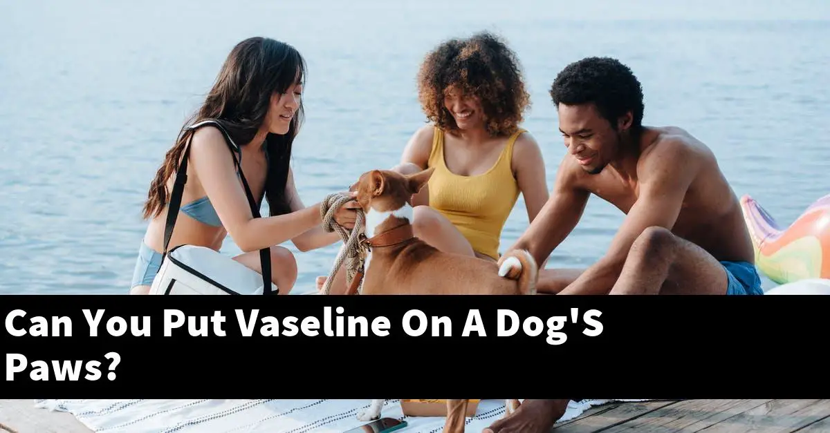 Can You Put Vaseline On A Dog'S Paws?