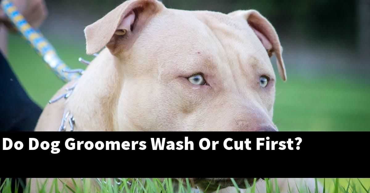 Do Dog Groomers Wash Or Cut First?