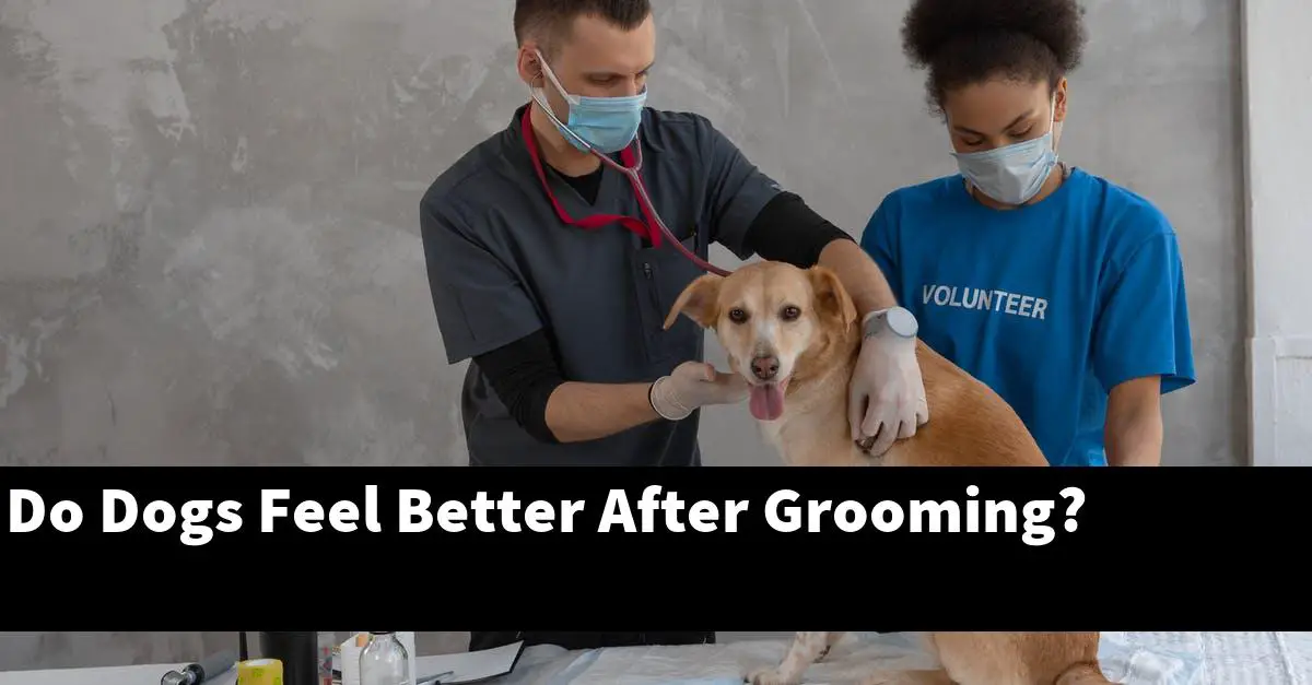 Do Dogs Feel Better After Grooming?