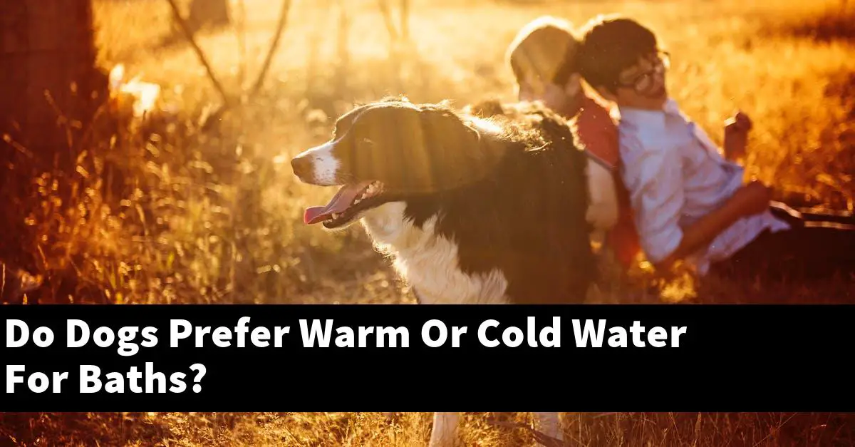 Do Dogs Prefer Warm Or Cold Water For Baths?