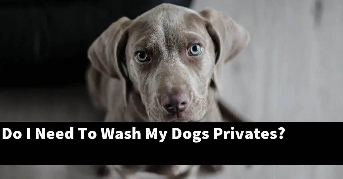 Do I Need To Wash My Dogs Privates?