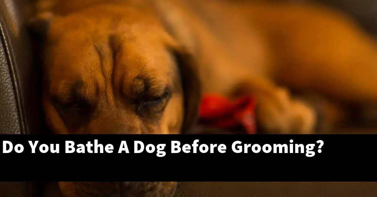 Do You Bathe A Dog Before Grooming?