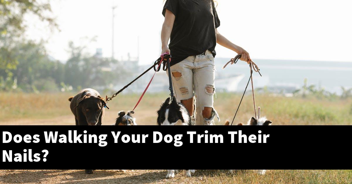 Does Walking Your Dog Trim Their Nails?