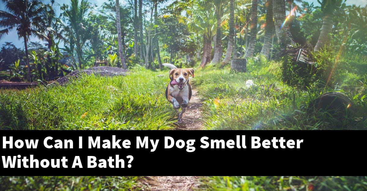 How Can I Make My Dog Smell Better Without A Bath?