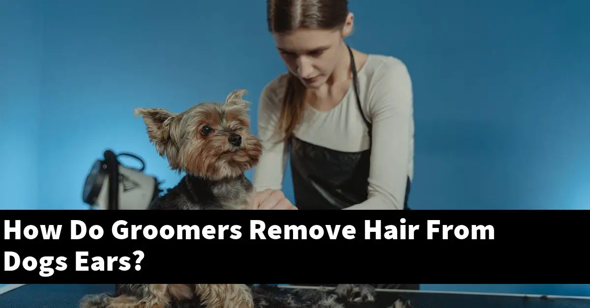 How Do Groomers Remove Hair From Dogs Ears?