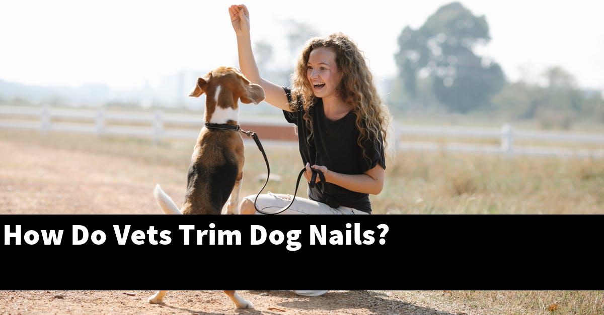How Do Vets Trim Dog Nails?