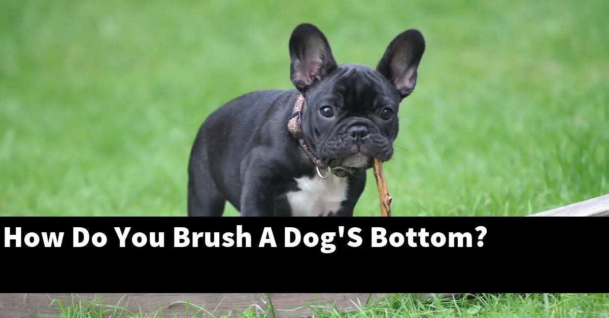 How Do You Brush A Dog'S Bottom?