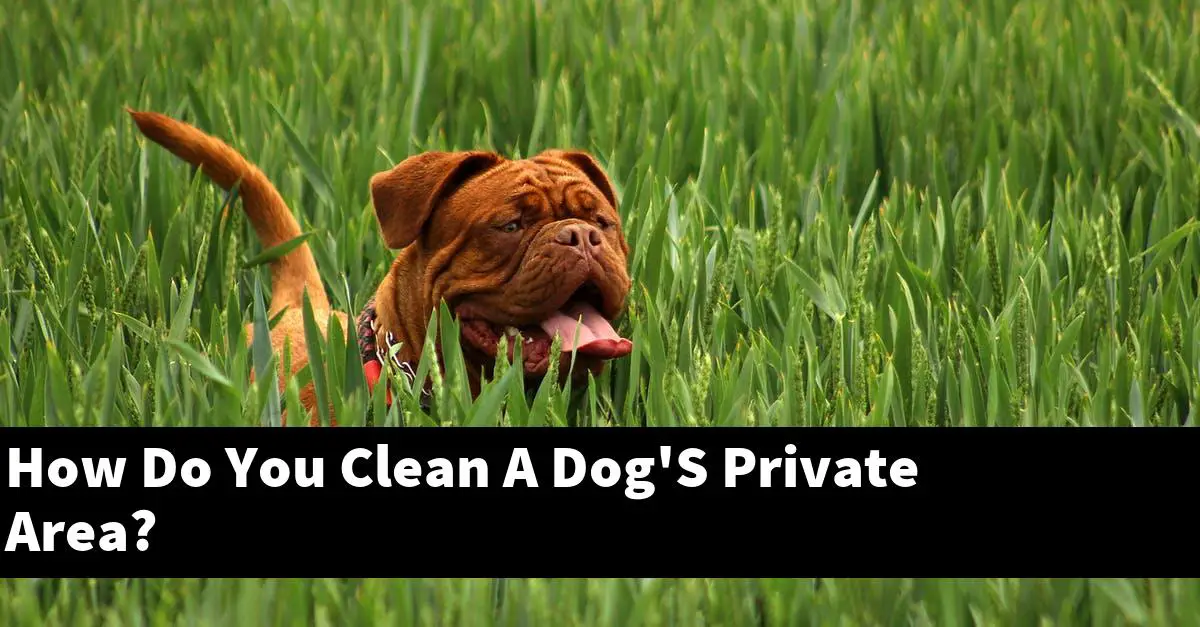 How Do You Clean A Dog'S Private Area?