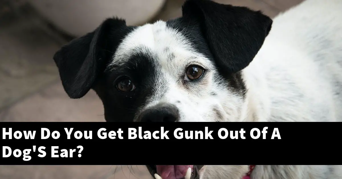 How Do You Get Black Gunk Out Of A Dog'S Ear?