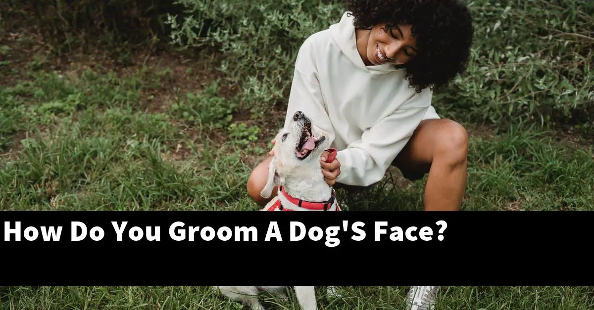 How Do You Groom A Dog'S Face?
