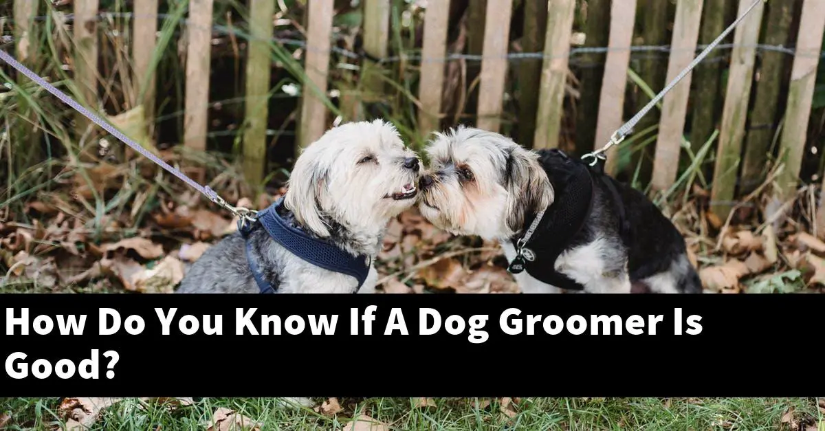 How Do You Know If A Dog Groomer Is Good?