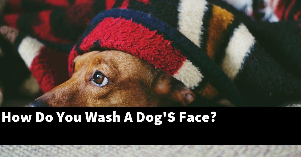 How Do You Wash A Dog'S Face?