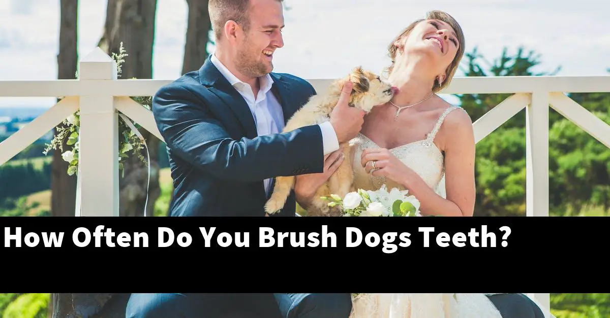 How Often Do You Brush Dogs Teeth?