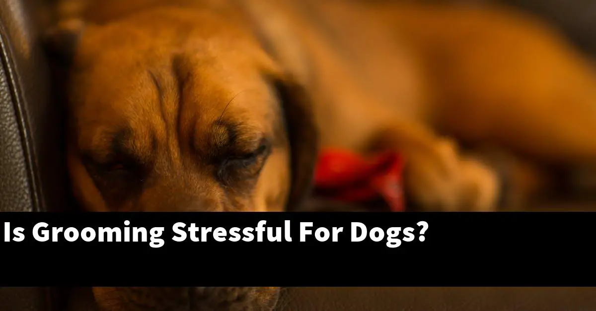 Is Grooming Stressful For Dogs?