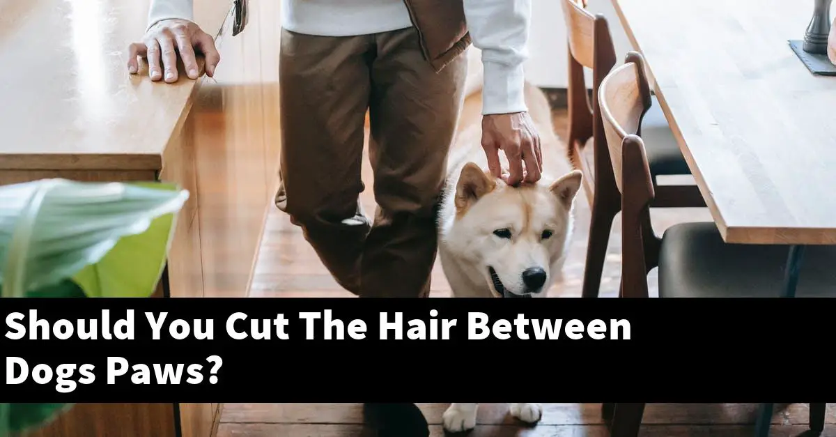 Should You Cut The Hair Between Dogs Paws?