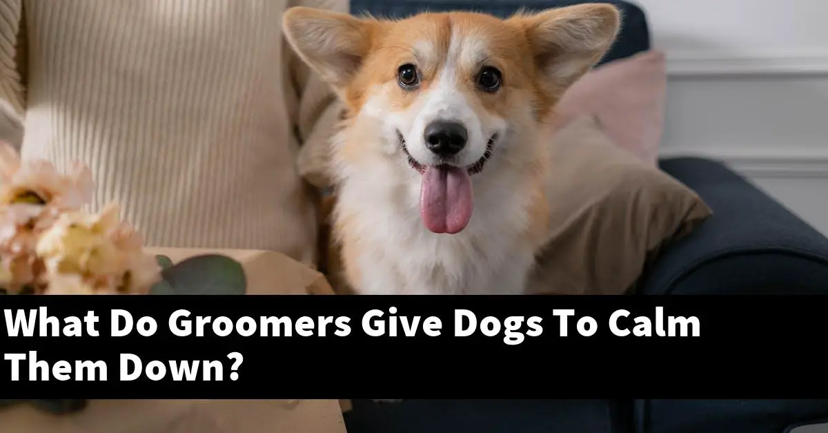 What Do Groomers Give Dogs To Calm Them Down?