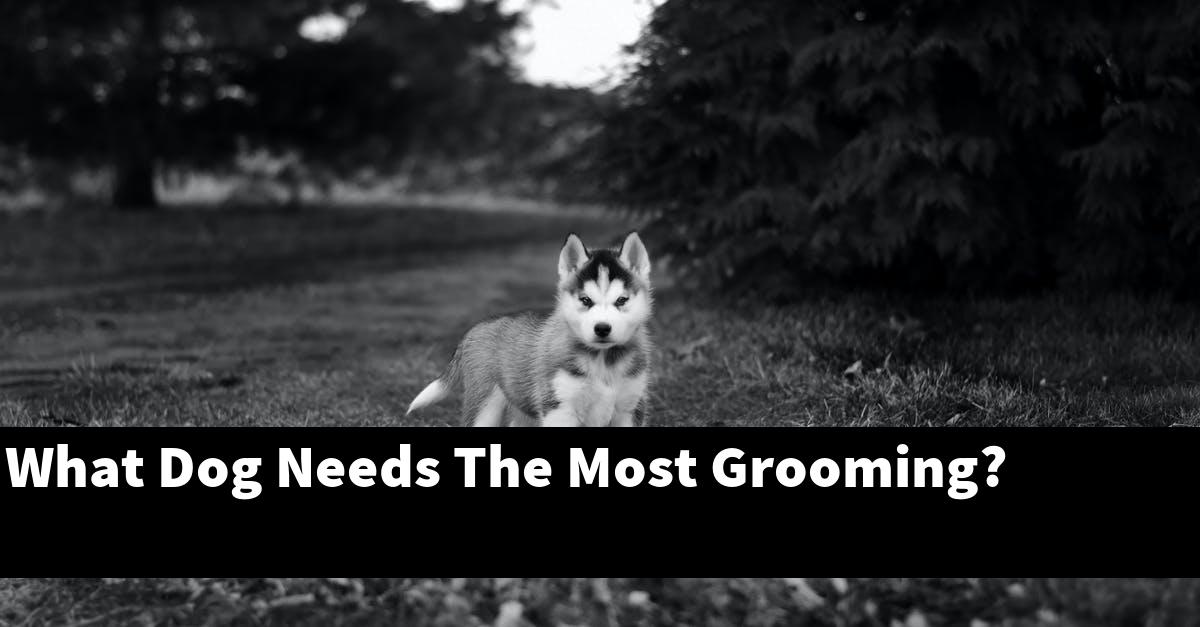 What Dog Needs The Most Grooming?