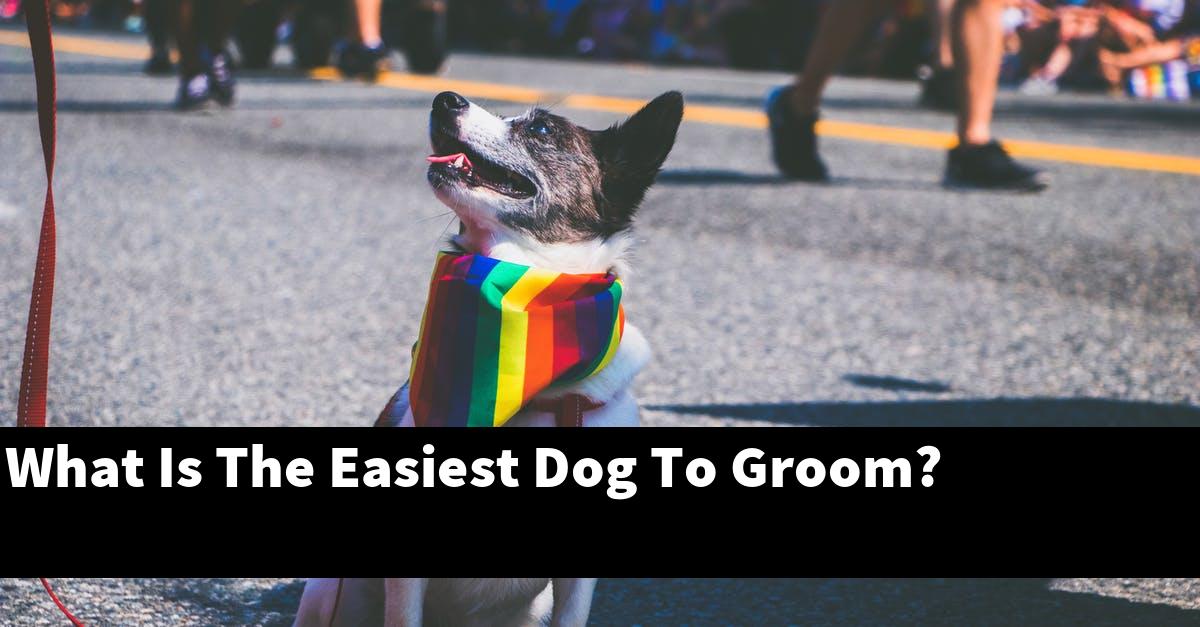 What Is The Easiest Dog To Groom?