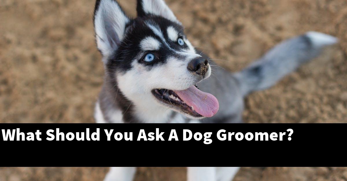What Should You Ask A Dog Groomer?